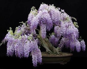 Heirloom 10 Wisteria Seeds Bonsai Tree Seeds Wisteria sinensis Chinese Wisteria Vine Violet Blue Flowers T017