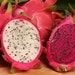 Red Dragon fruit Cactus Pitaya cutting