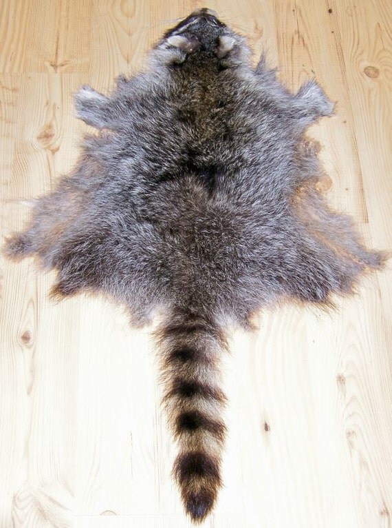 RACCOON RACOON HIDE Tanned Fur Coon Skin Taxidermy i