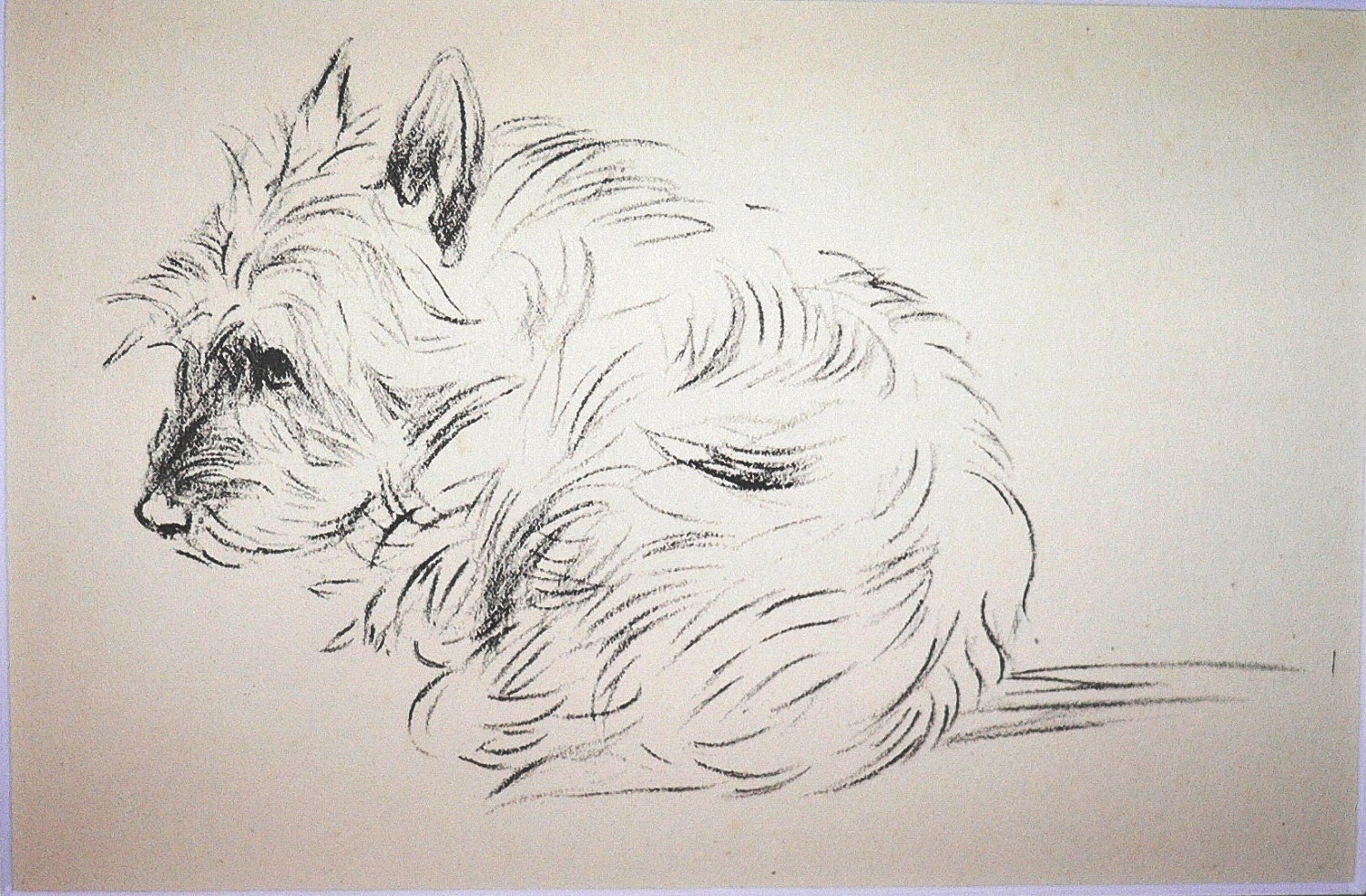 This item is unavailable | Etsy | Dog drawing, Cairn terrier, Dog art