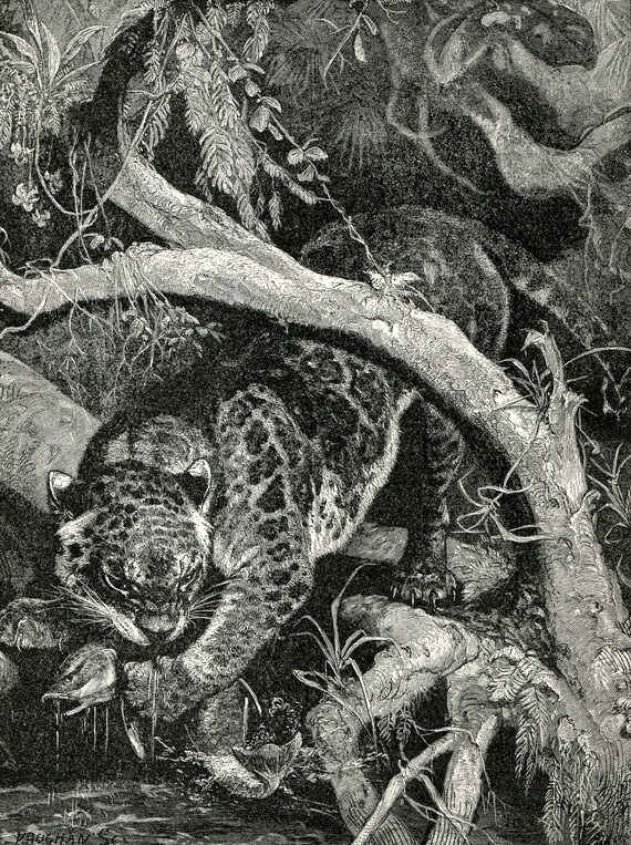 Items similar to 1894 antique print Jaguar Catching Fish jungle wild ...