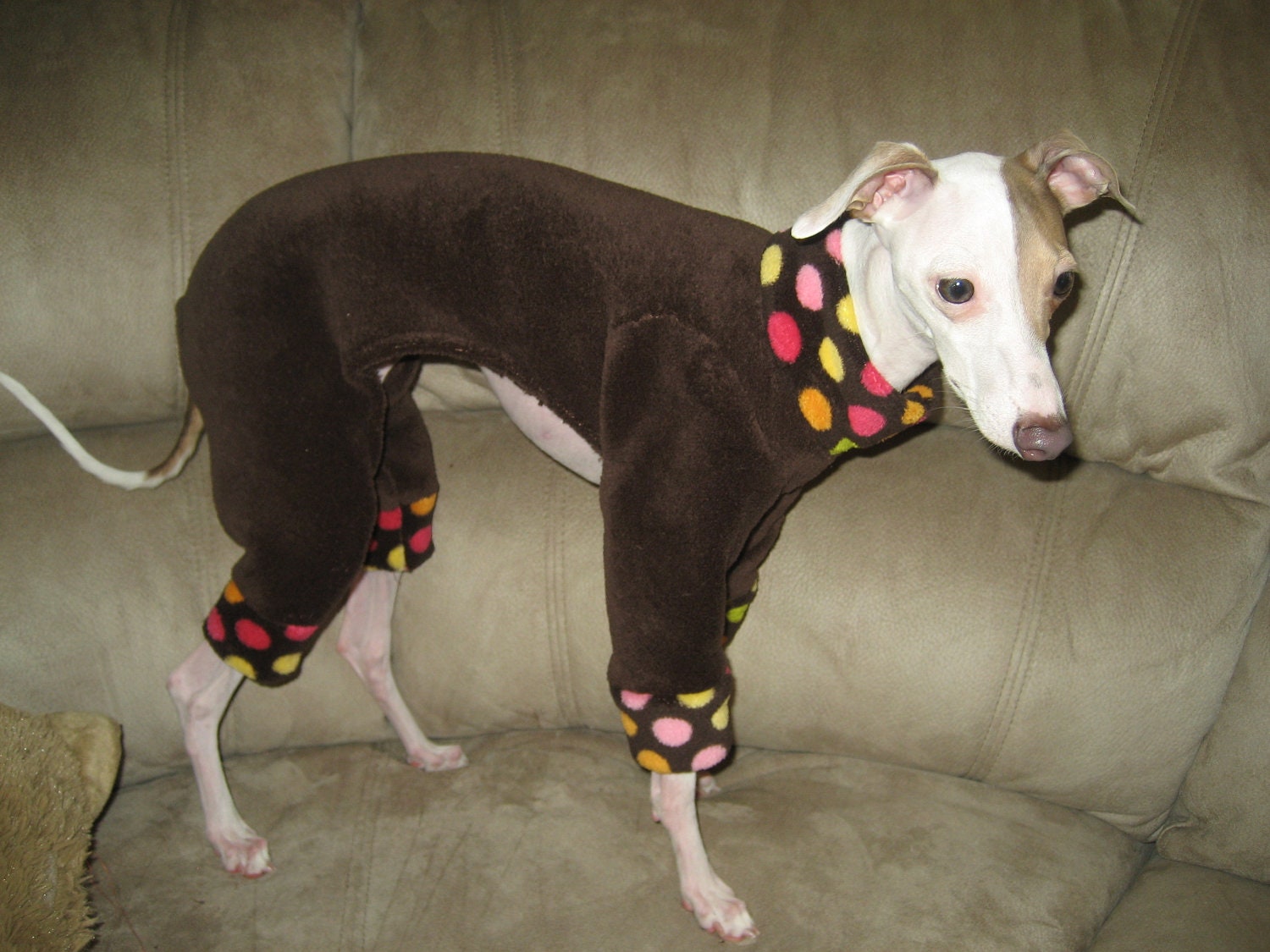 yorkies for clothing dogs body Cuddlebugpets chocolate dot polka dogs fleece by suit Minky