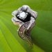 HELD for Mark / Wild Rose : Antique VS Diamond Engagement Ring, White Gold, Solitaire with Woodland Accents- 1960s