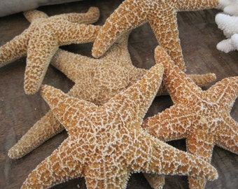 Beach Decor Natural Sugar Starfish 3 1/4" - 4 1/4" (1 PC) - Starfish - Seashells - Seashell Supply - Coastal Home Decor - Beach Decor
