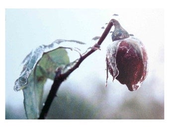 Compassion Mantra photo card - rose in ice
