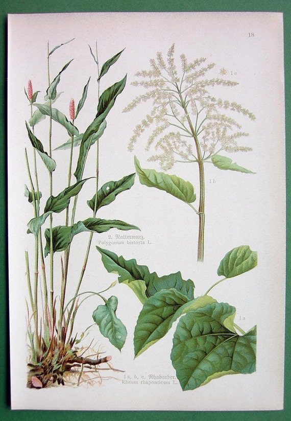 Items similar to MEDICINAL PLANTS Rhubarb Herb Bistort - COLOR Vintage ...