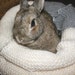 Buñuelo bunny snuggler bed for a small sized rabbit hand knitted cream and grey