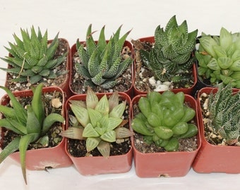9 Assorted Haworthias in 2" containers potted great Variety of Succulent plants Collection Succulents FAVORS+