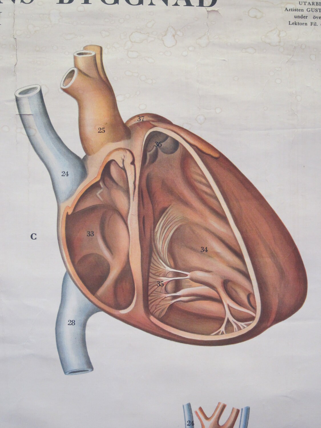 Vintage Rabbit Dissection School Chart