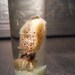 Minty - Baby Squid Snow Globe With Green Pearls