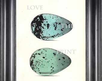 BIRD EGGS PRINT Chapman Art Print 1 Beautiful Antique Eggs of Brunnich's Guillemot Bird Egg Blue Aqua Decoration Wall Hanging