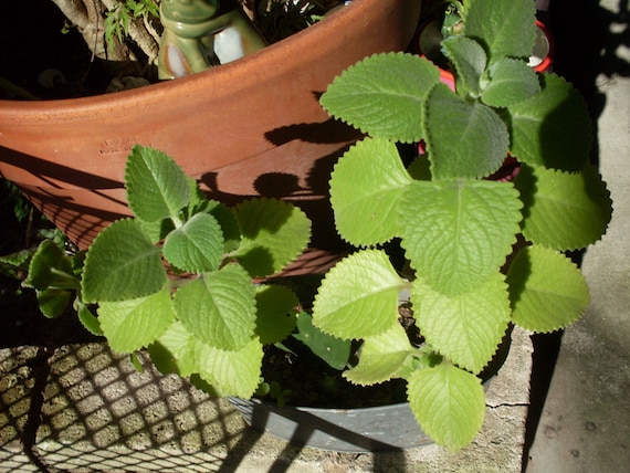 Cuban Oregano - One Live Branch FLORIDA FRESHNESS Aromatic, Decorative, and Ornamental, Very Easy to Grow