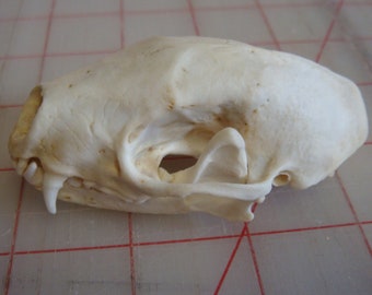 No.1 Skunk skull real bone teeth part jaws