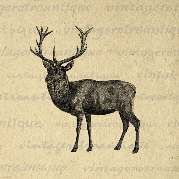 Printable Digital Red Deer Graphic Download By Vintageretroantique