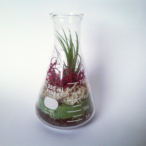 Chemistry Beaker Terrarium
