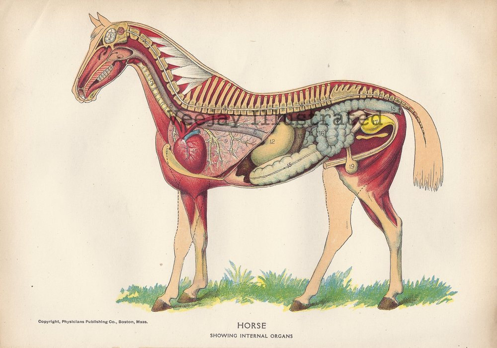 Antique 1905 Horse Internal Organ Anatomy Illustration