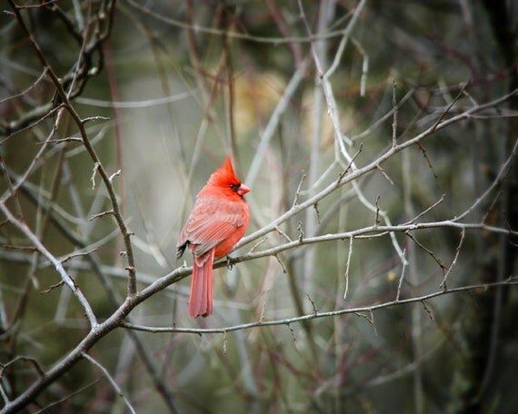 items similar to cardinal photo print red bird fine art items similar to cardinal photo print red bird fine art