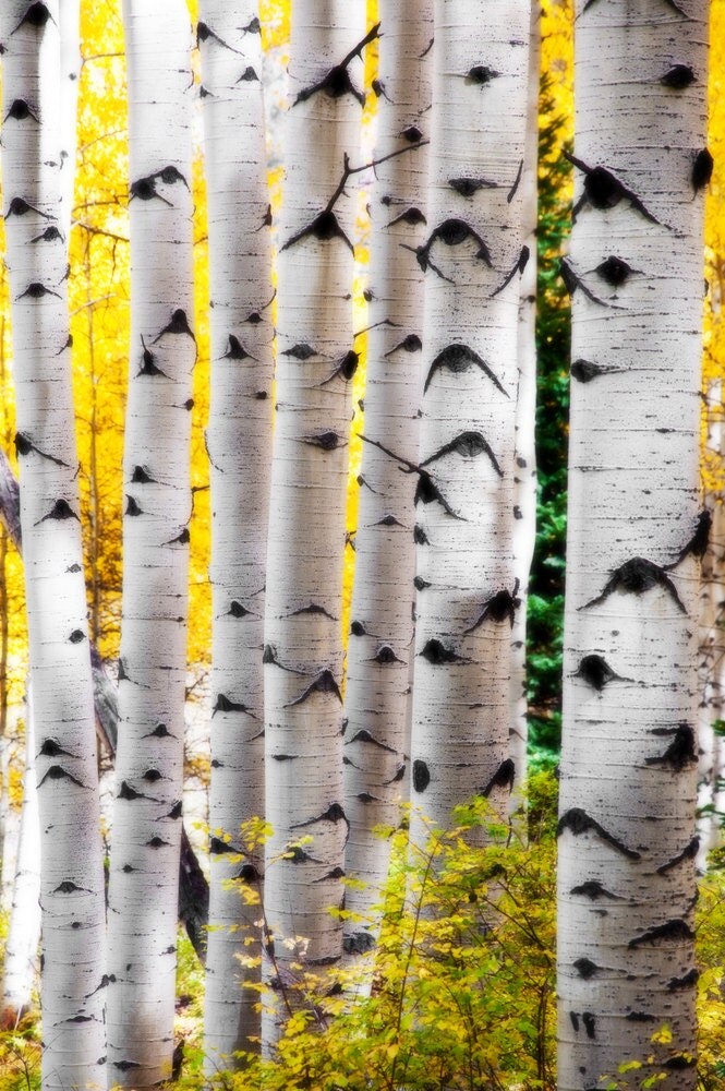 Aspen Trees Fall Colorado Aspens Forest Autumn Wall Art Woods