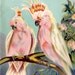 Pink Cockatoo Australian Bird vintage colored Lithograph - bird decor