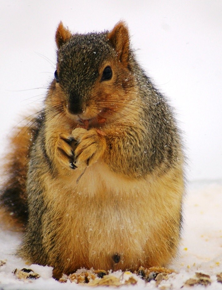 winter treats for fat squirrel at bird feeder by winter treats for fat squirrel at bird feeder by