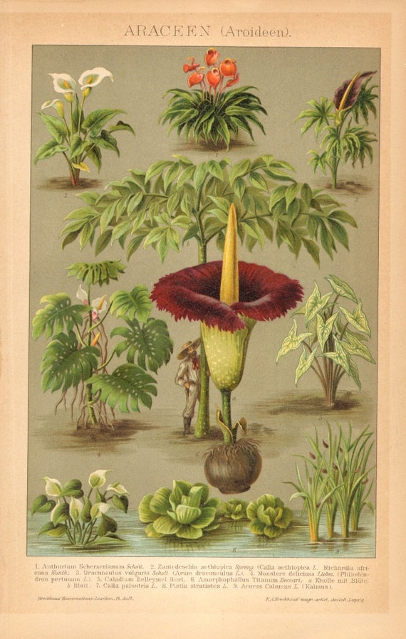 1902 Araceae Flamingo Flower Dragonwort by CabinetOfTreasures