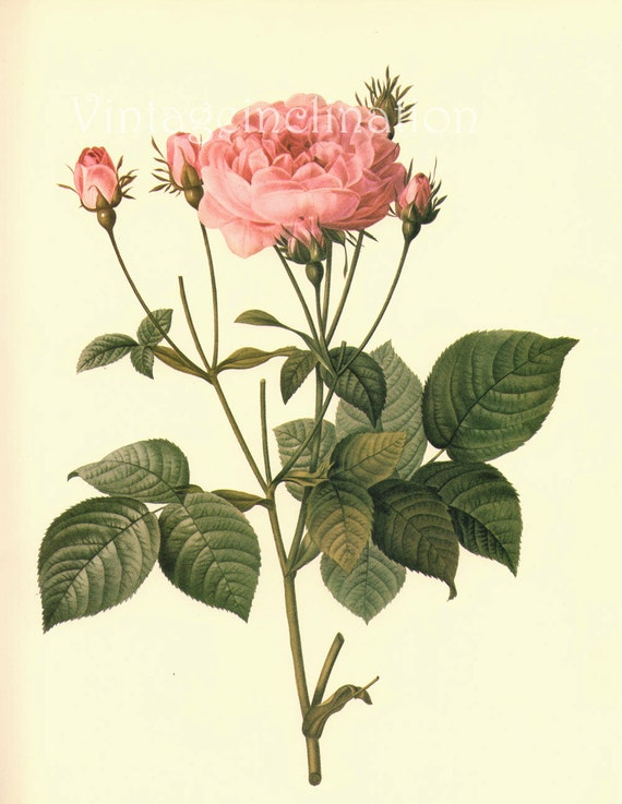 LARGE Vintage Victorian Old ROSES 18th Century Botanical