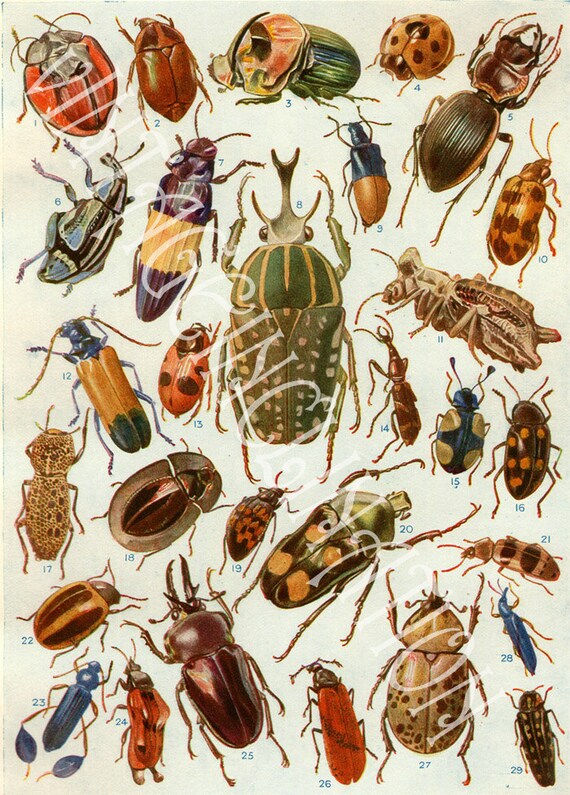 Vintage Beetles 74