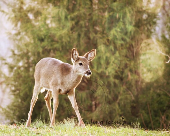 Items similar to Deer Photo, Yearling Baby Animal Fawn ...