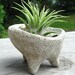 ZEN Mini Concrete Planter with Druid Air Plant