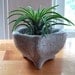 ZEN Mini Concrete Planter with Mexico Air Plant / Home Decor