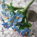 Forget Me Not Nots Vintage Fabric Millinery Flowers Made In Germany 6 Stems In Light Blue