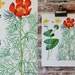 Vintage Flower Plate - Marigold, Peony - Botanical Illustration 1968