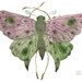 Giant butterfly original watercolor painting