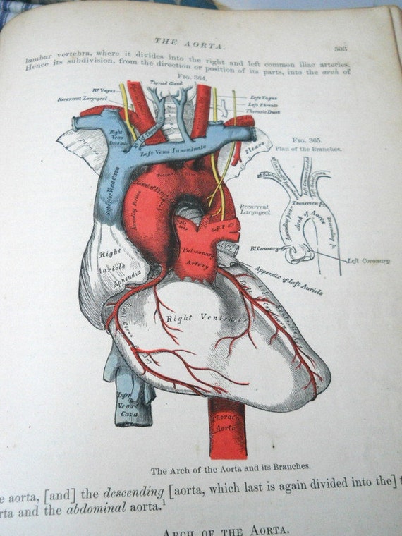 Antique Gray's Anatomy book Descriptive and Surgical 11th