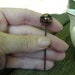 miniature gazing ball for your fairy garden or terrarium