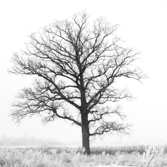 5x5 black and white tree print dreamy nature print