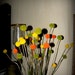 Orange Craspedia-Billy Balls-Billy Buttons-Orange Wedding Flowers-Bundle of 40