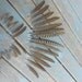 Exotic Hen Lady Amhearst Pheasant Tail Feathers Lot No. LAHP