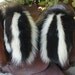skunk fur mittens handmade medium with red fleece liner