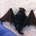 Baby Bat Wet Specimen, Preserved Specimen