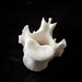 x1 Wolf Thoracic Vertebra - Real Bone, Taxidermy, R773393 - Grade A