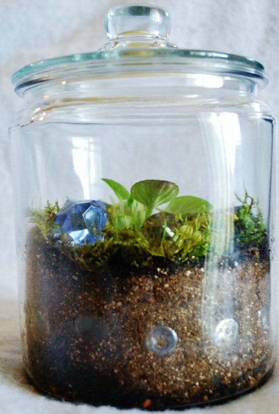 Items similar to Baby Miniature Violet Terrarium Moss