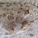 Cruelty Free Baby Kitten Vertebra Bone Bones Vertebrae Taxidermy Religious Educational Magic Spell