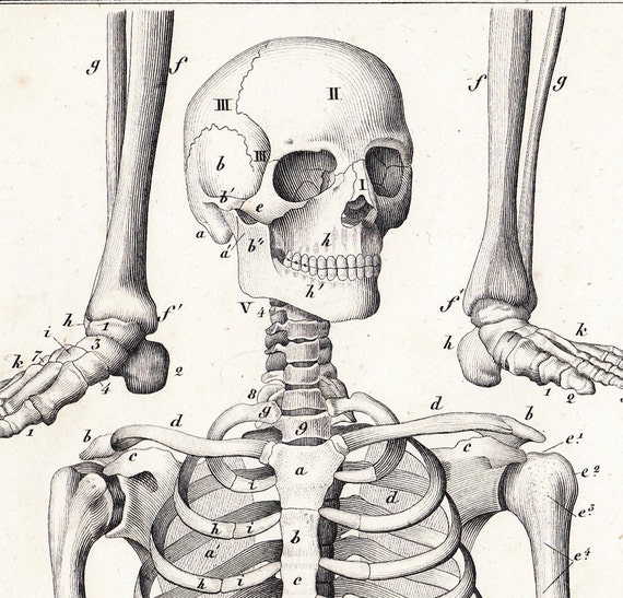 1843 Victorian SKELETON engraving Human by TwoCatsAntiquePrints