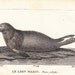 1830 SET of TWO antique SEALS mini prints by Buffon, sea lion and sea bear, 182 years old nice print