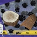 Rodent Elk Antler Slices, F-AS-6