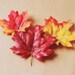 maple leaf bobby pin set of three