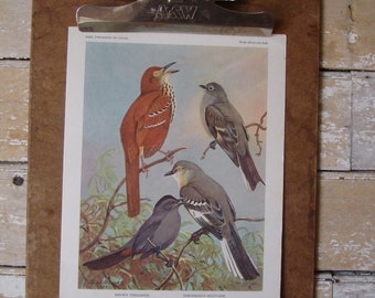 Vintage Thrasher Mockingbird Catbird Print Artist Allan Brooks 1960