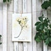 Dogwood Museum Quality Herbarium Specimen - Real Pressed Botanical Art