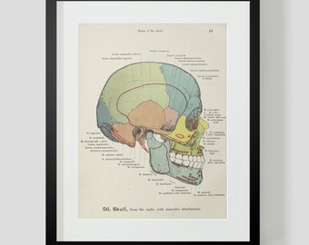 Skull, from the right